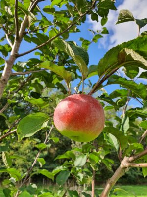 pommier teint frais du sud-ouest Pommier Teint frais du Sud-Ouest