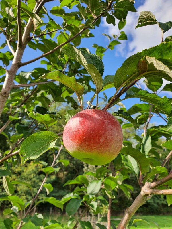 pommier teint frais du sud-ouest Pommier Teint frais du Sud-Ouest