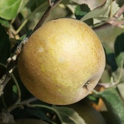 azeroli anise mazoreli
