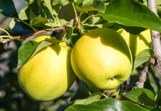 Image3 Pommier Golden delicious