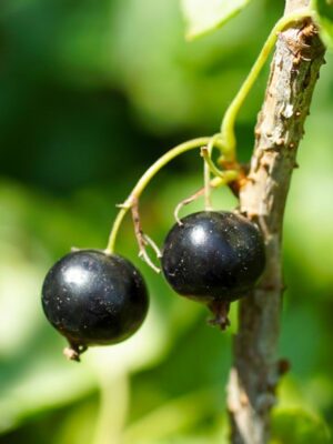 Cassis Bigno