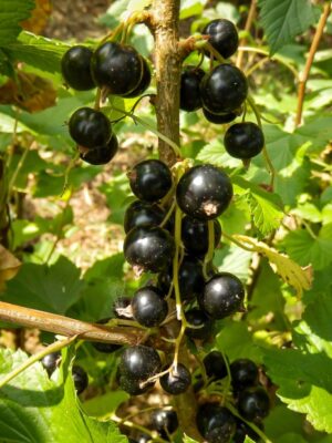 Cassis Black Down