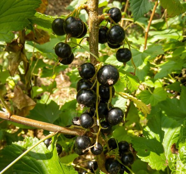 cassis-blackdown-bio Cassis Black Down