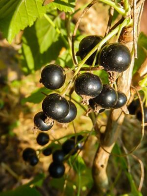 Cassis Noir de Bourgogne
