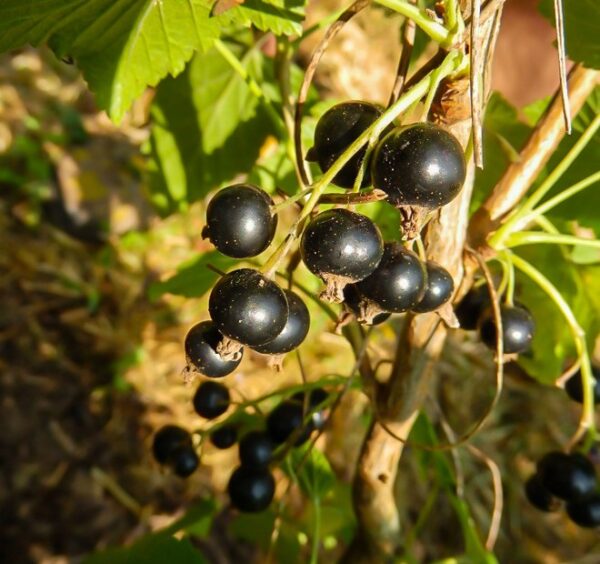 cassis-noir-de-bourgogne-bio Cassis Noir de Bourgogne
