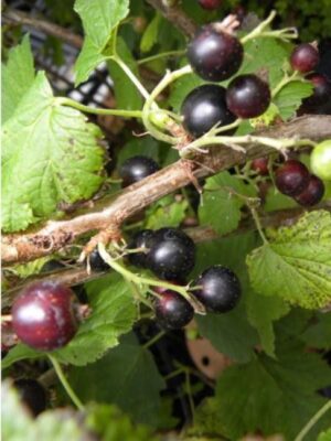 Cassis Tenah
