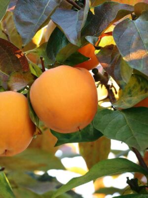 diospyros-sharon-plaqueminier-kaki Plaqueminier Sharon (Triumph)