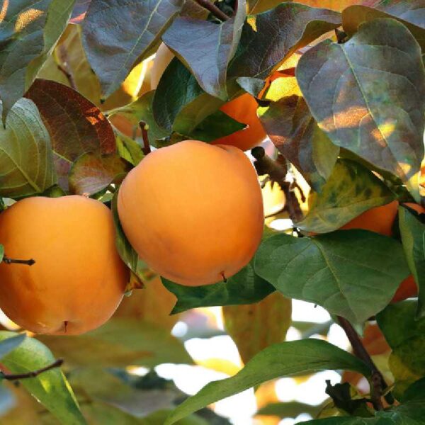 diospyros-sharon-plaqueminier-kaki Plaqueminier Sharon (Triumph)