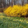 forsythia 1 Forsythia