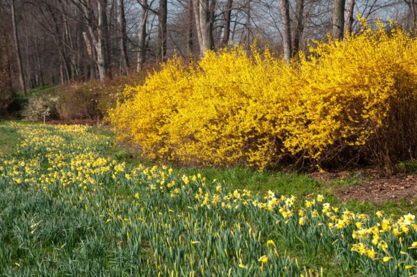 forsythia 1 Forsythia