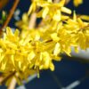 forsythia 2 Forsythia