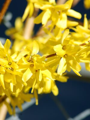 forsythia 2 Forsythia