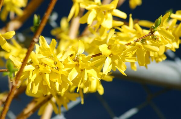 forsythia 2 Forsythia