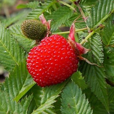 Framboisier Fraise