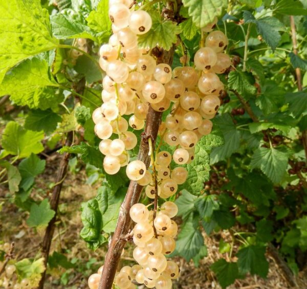 groseiller-cerise-blanche-bio Groseillier Cerise blanche