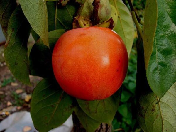 kaki_rojo__031492600_1208_07112017 Plaqueminier Rojo brillante