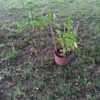 solaneum jasminoïde Solanum jasminoïdes