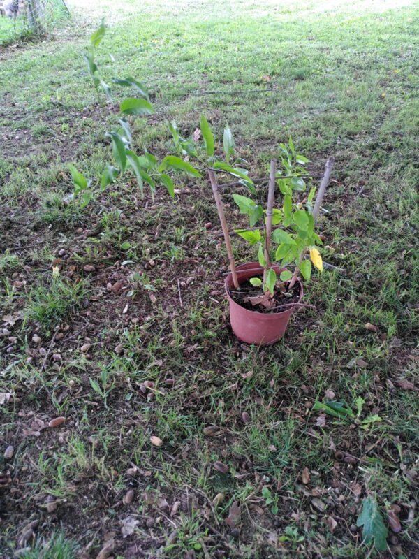 solaneum jasminoïde Solanum jasminoïdes