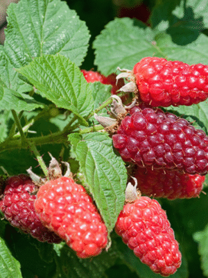 Tayberry Buckingham