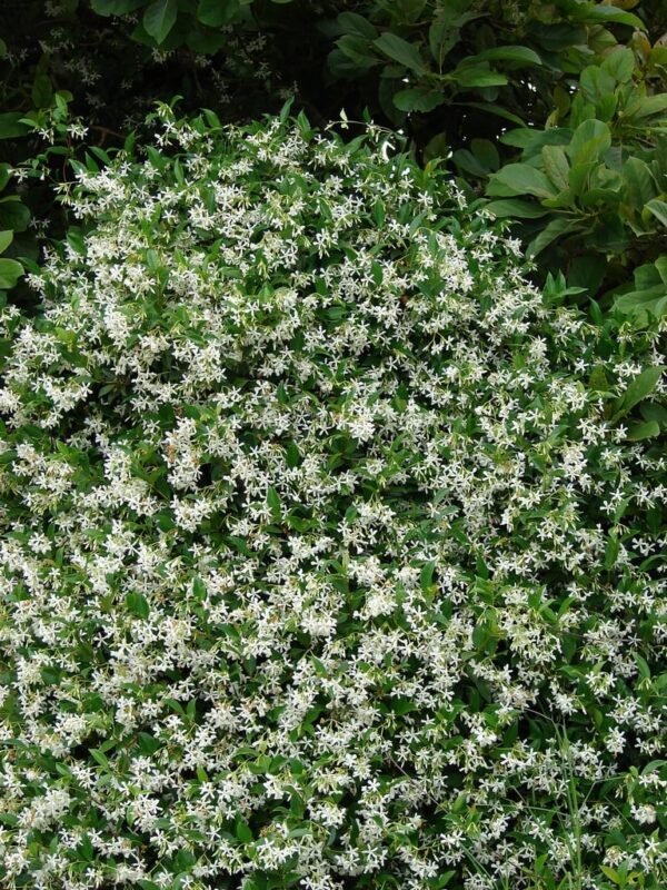 jasmin etoile Jasmin étoilé