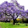 paulownia tomentosa Paulownia Tomentosa
