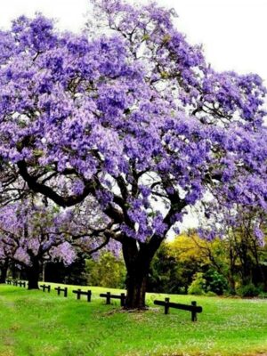 Paulownia Tomentosa