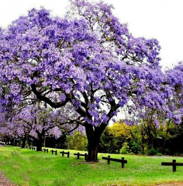 paulownia tomentosa Paulownia Tomentosa