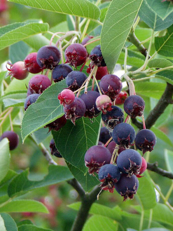 Amélanchier canadensis "Prince William"