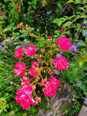 Rosier couvre-sol rose Mini rosier rose