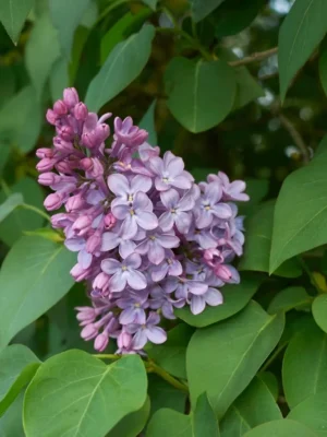 Lilas Lilas violet