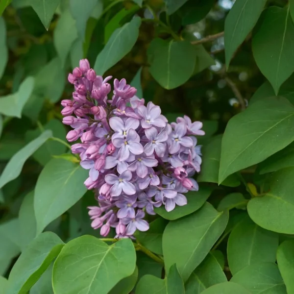 Lilas Lilas violet