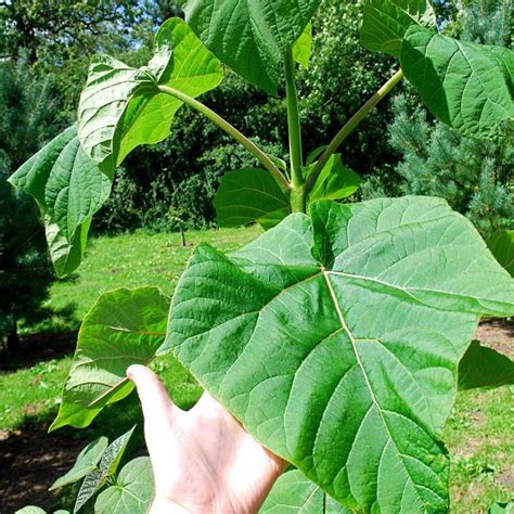 paulownia tomentosa Paulownia Tomentosa