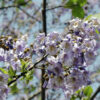 PAULOWNIA tomentosa Paulownia Tomentosa
