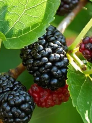 morus nigra