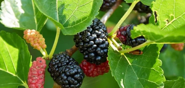murier noir morus nigra