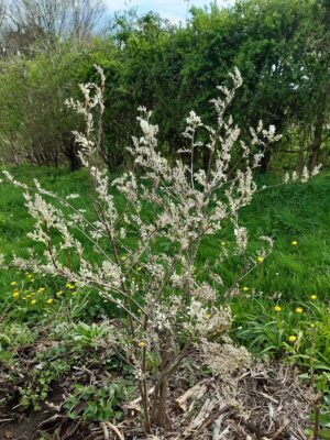 Amélanchier canadensis "Prince William"