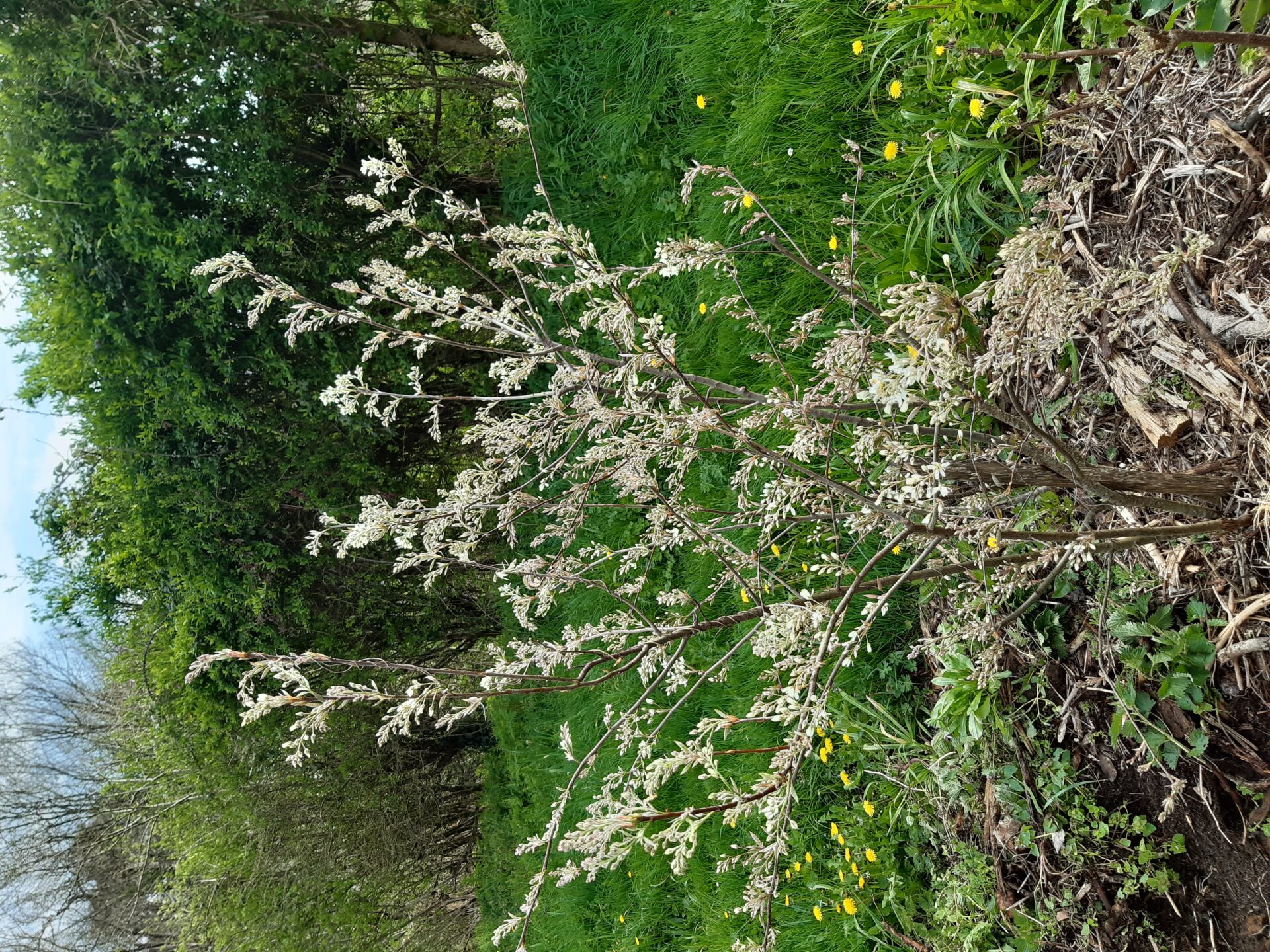Amélanchier canadensis "Prince William"