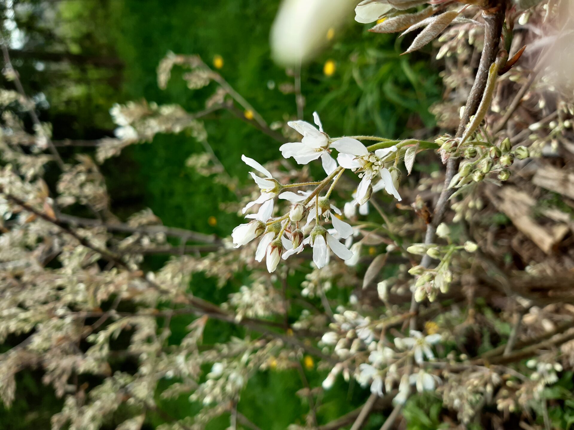 Amélanchier canadensis "Prince William"