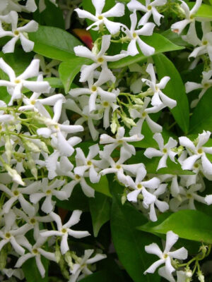 jasmin-etoile-jasminoides Jasmin étoilé