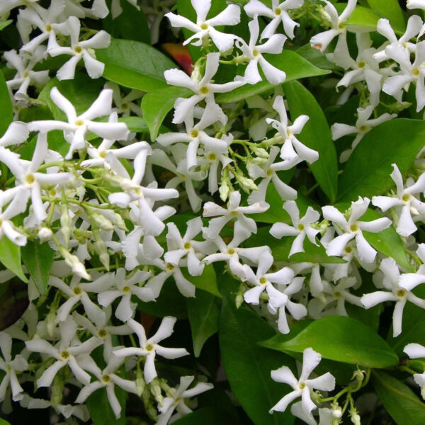 jasmin-etoile-jasminoides Jasmin étoilé