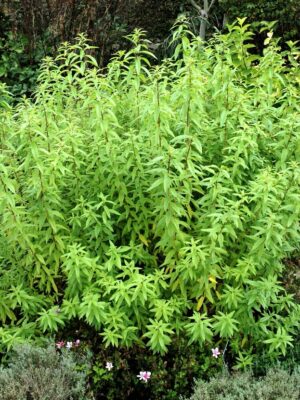 Verveine citronnelle