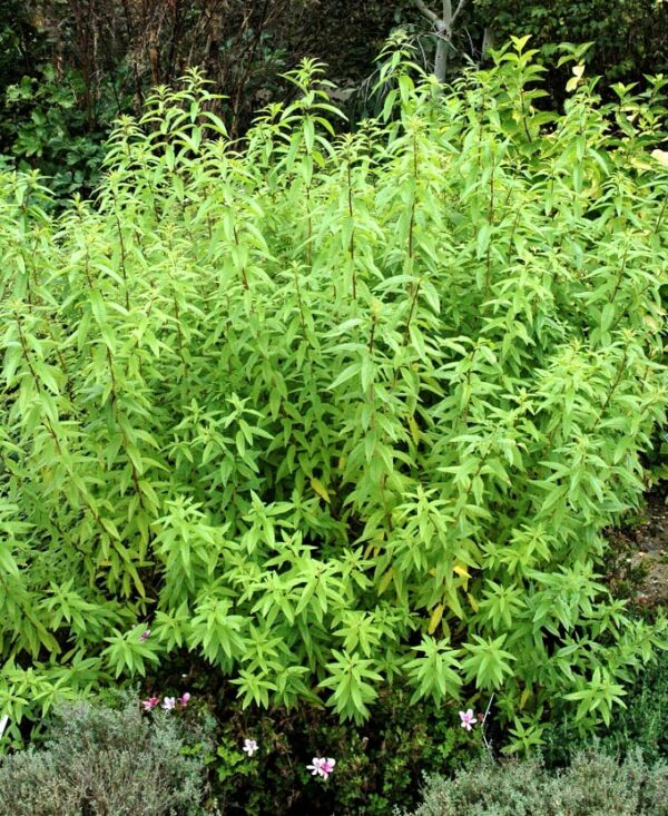 Verveine citronnelle