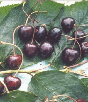 Cerisier noire tardive à longue queue Cerisier Noire tardive à longue queue
