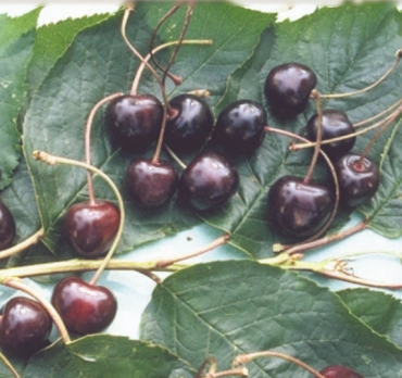 Cerisier noire tardive à longue queue Cerisier Noire tardive à longue queue