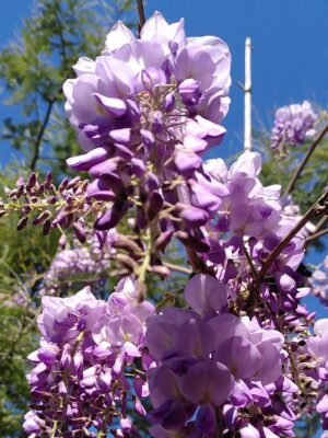 Glycine de Chine