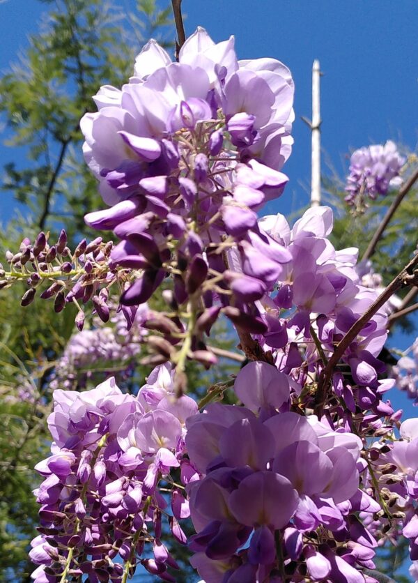 Glycine de chine Glycine de Chine
