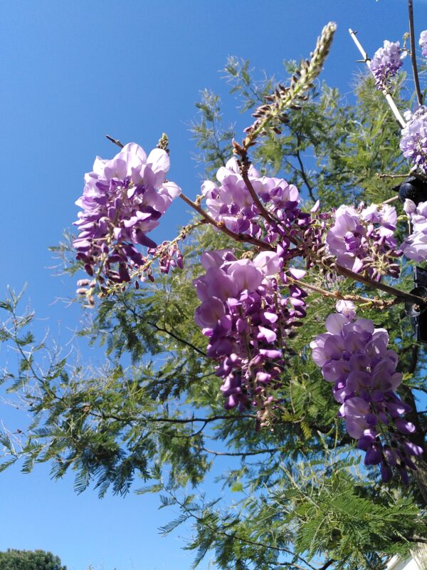 Glycine de Chine Glycine de Chine