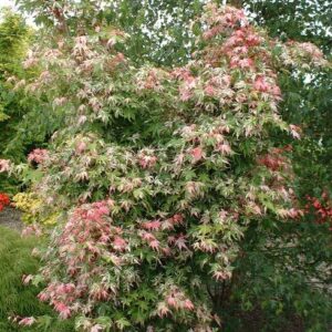 Érable japonais "Asahi zuru"