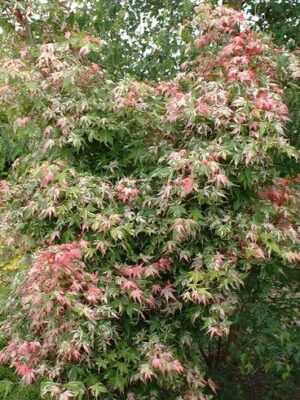 Erable japonais Asahi zuru Érable japonais "Asahi zuru"