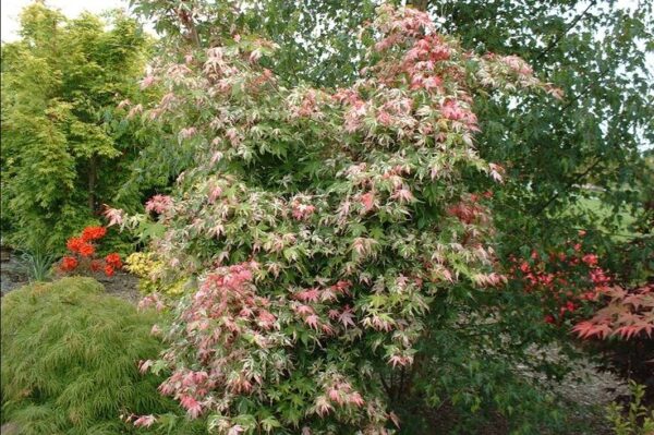 Érable japonais "Asahi zuru"